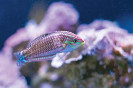 Merry Fish-mas from the Maui Ocean Center